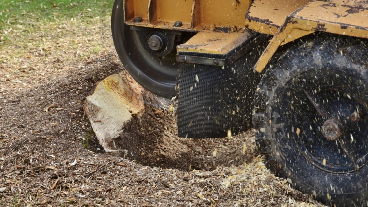 Stump Grinding